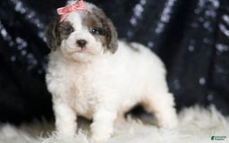 Mini Goldendoodle dogs for sale: Vienna - Image 5