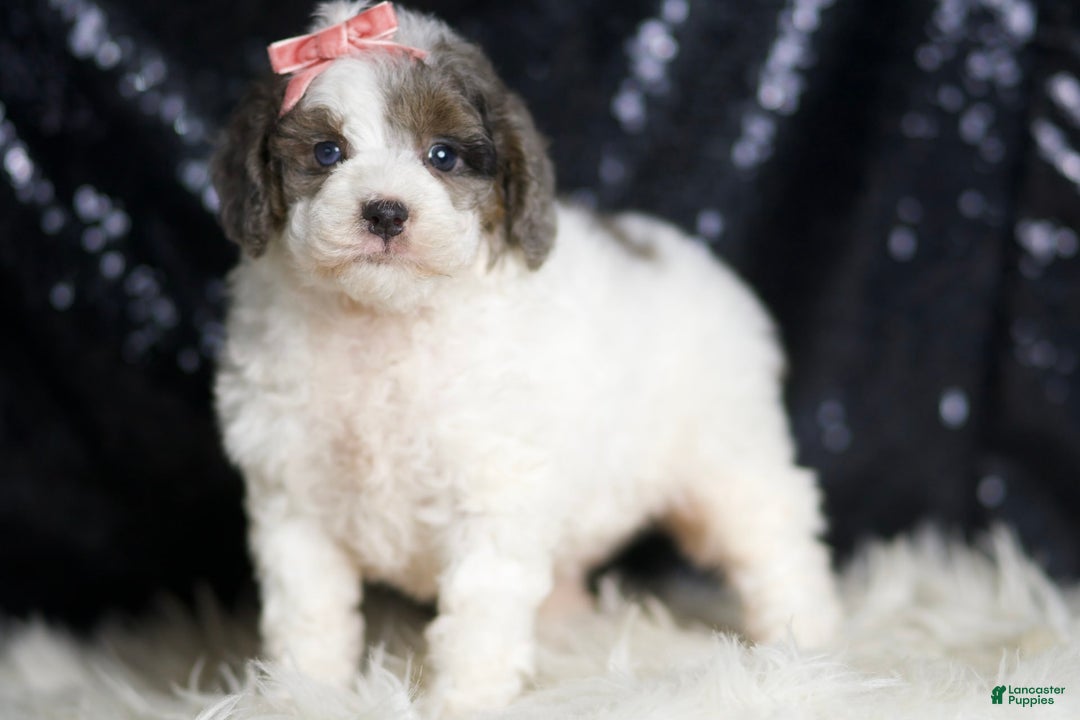 Mini Goldendoodle dogs for sale: Vienna - Image 5