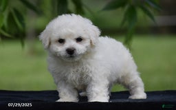 Bichon Frise dogs for sale: Teddie - Image 3