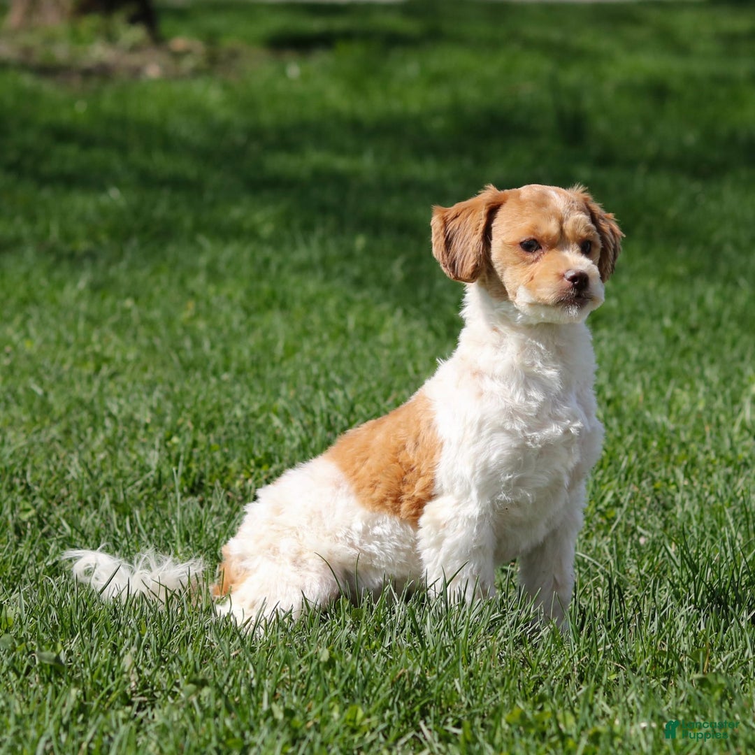 Shihpoo dogs for sale: Amy - Image 8