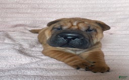 Shar Pei dogs for sale: Armani Squishy-face - Image 6