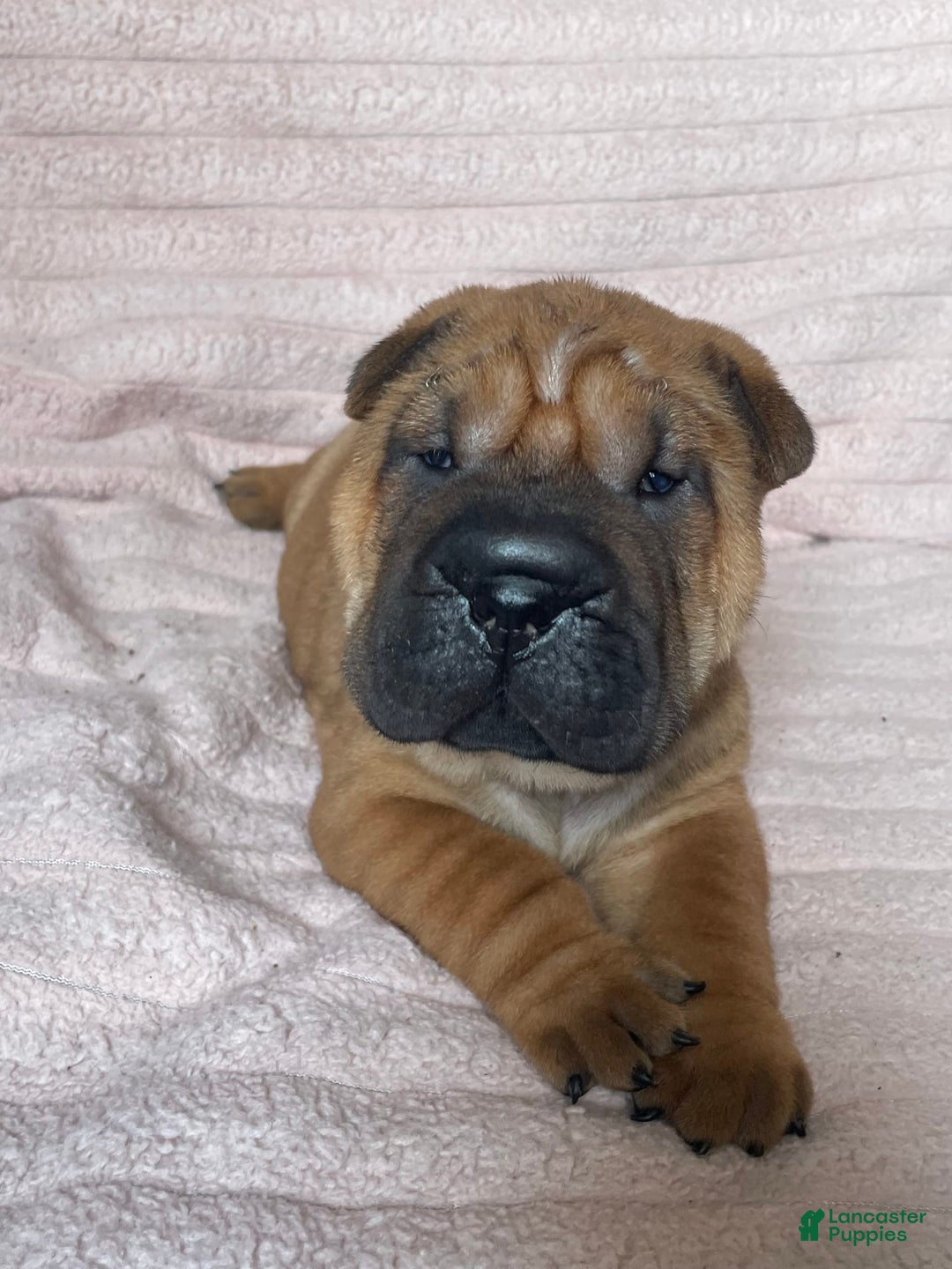 Shar Pei dogs for sale: Armani Squishy-face - Image 6