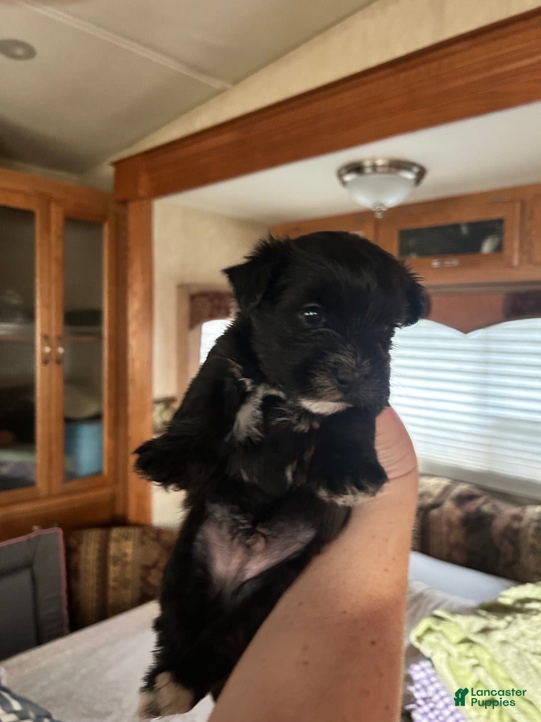 Morkie dogs for sale: Mr. Sleepy - Image 2