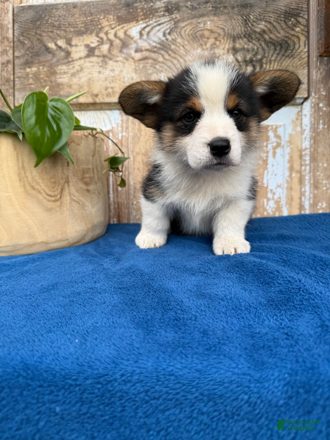Welsh Corgi Pembroke dogs for sale: Chuck - Image 3