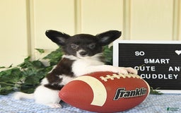 Papillon dogs for sale: Mitch - Image 2