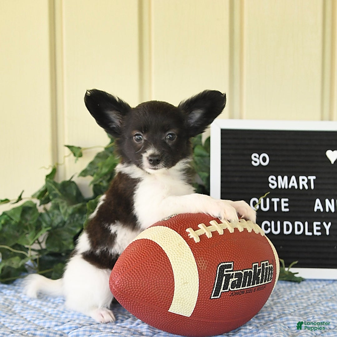 Papillon dogs for sale: Mitch - Image 2