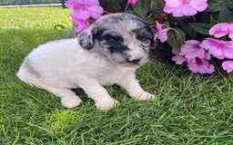 Standard Poodle dogs for sale: Rascal - Image 1
