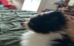 Pomeranian dogs for sale: Lexi Black - Image 3