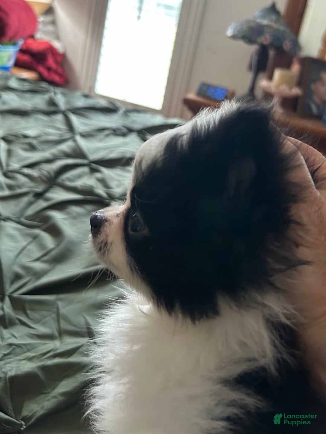 Pomeranian dogs for sale: Lexi Black - Image 3
