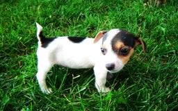Jack Russell Terrier dogs for sale: Snickers - Image 8