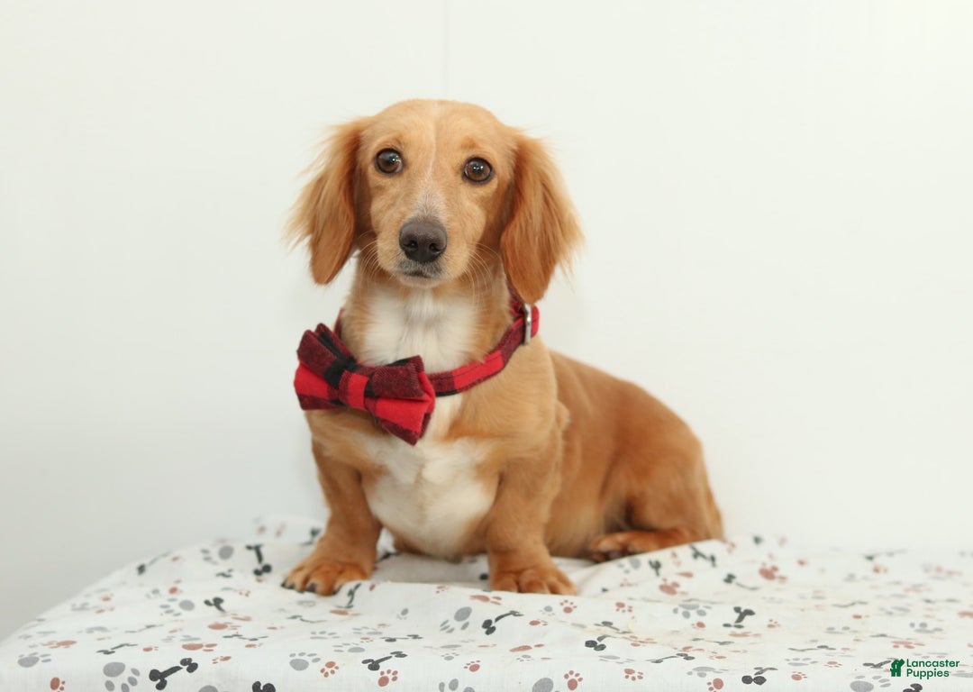 Miniature Dachshund dogs for sale: Wade - Image 5