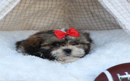 Shih Tzu dogs for sale: Lucky - Image 15