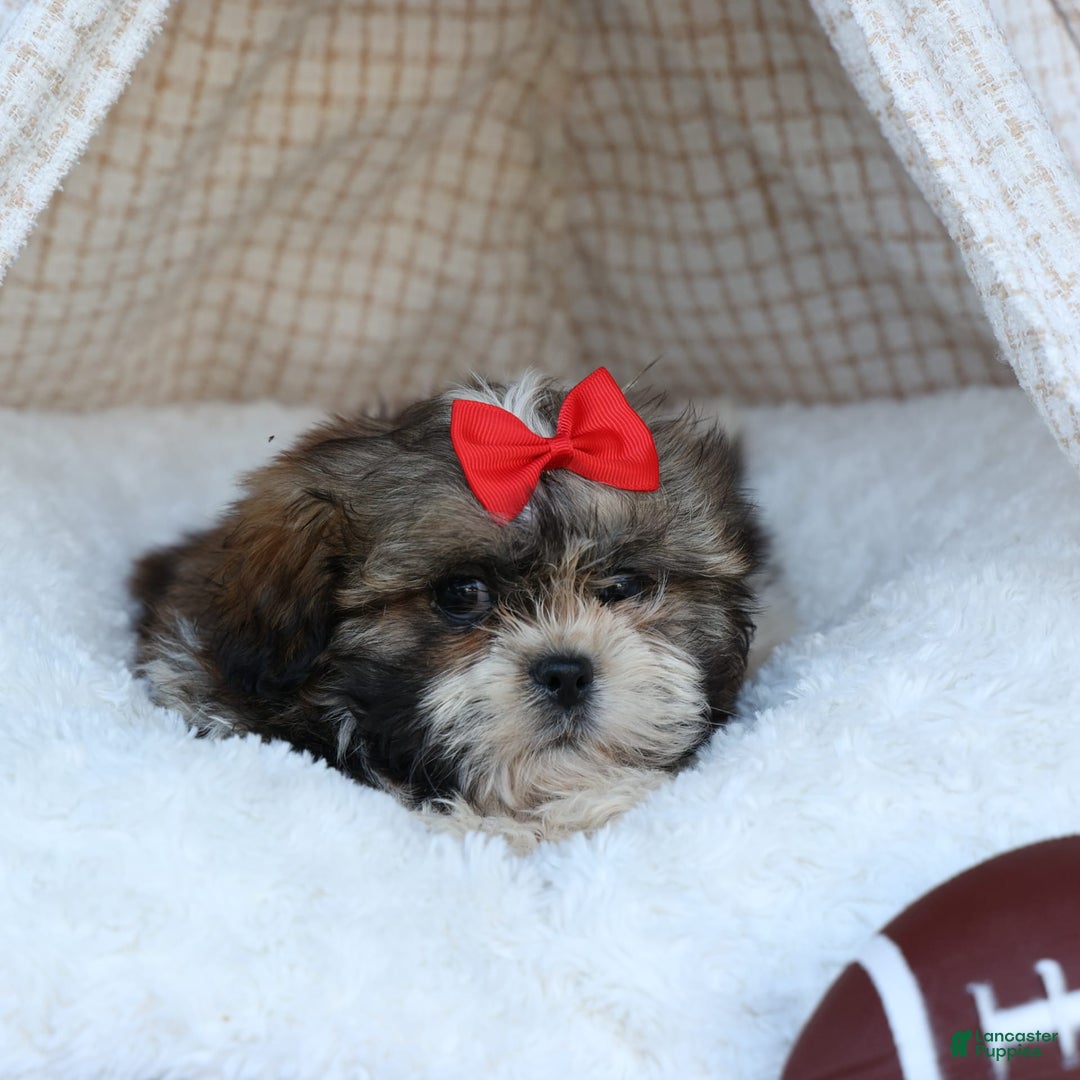 Shih Tzu dogs for sale: Lucky - Image 15