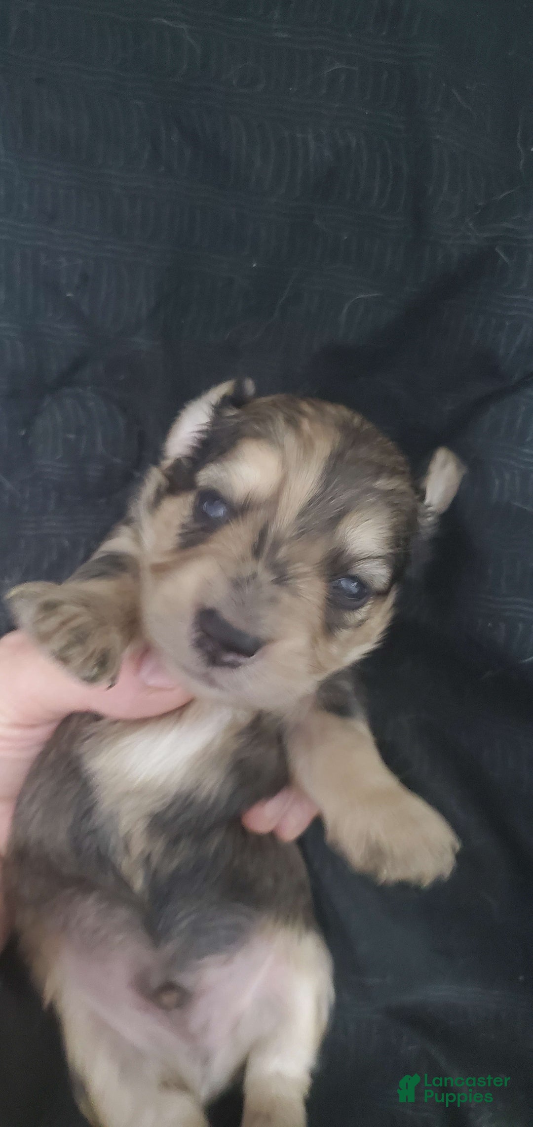Miniature Dachshund dogs for sale: Karl - Image 2