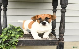 Jack Russell Terrier dogs for sale: Licorice - Image 2