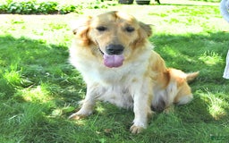 Golden Retriever dogs for sale: Abby - Image 19