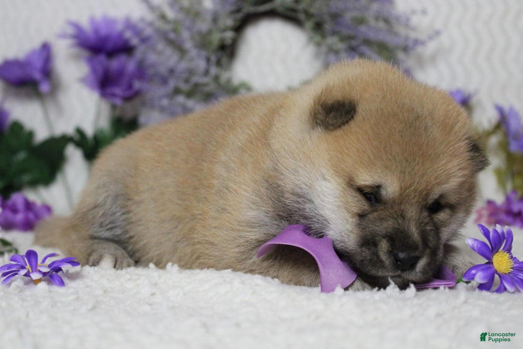 Shiba Inu dogs for sale: Larry - Image 66