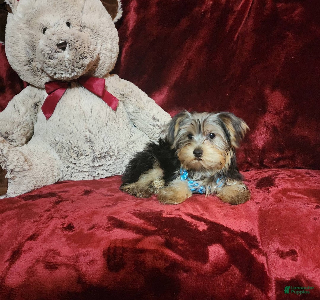Yorkshire Terrier dogs for sale: LOUIE - Image 2
