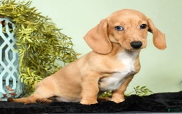 Miniature Dachshund dogs for sale: Dora - Image 9
