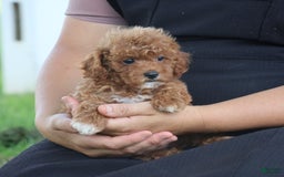 Toy Poodle dogs for sale: Ellie - Image 8