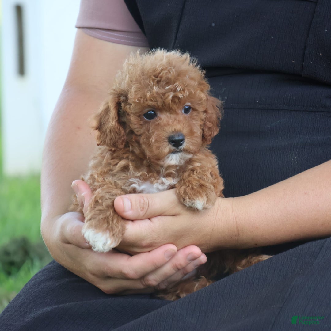 Toy Poodle dogs for sale: Ellie - Image 8