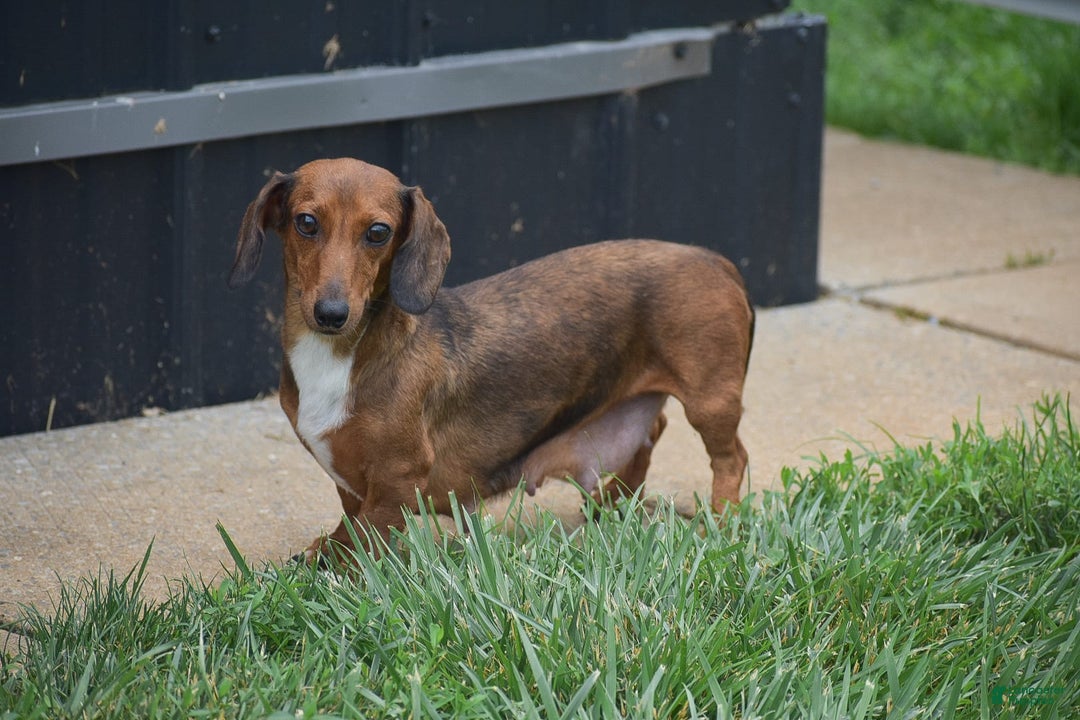 Dachshund dogs for sale: Bella - Image 16
