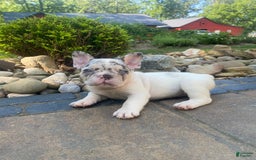French Bulldog dogs for sale: Daisy - Image 9