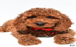 Cockapoo dogs for sale: Lance - Image 7