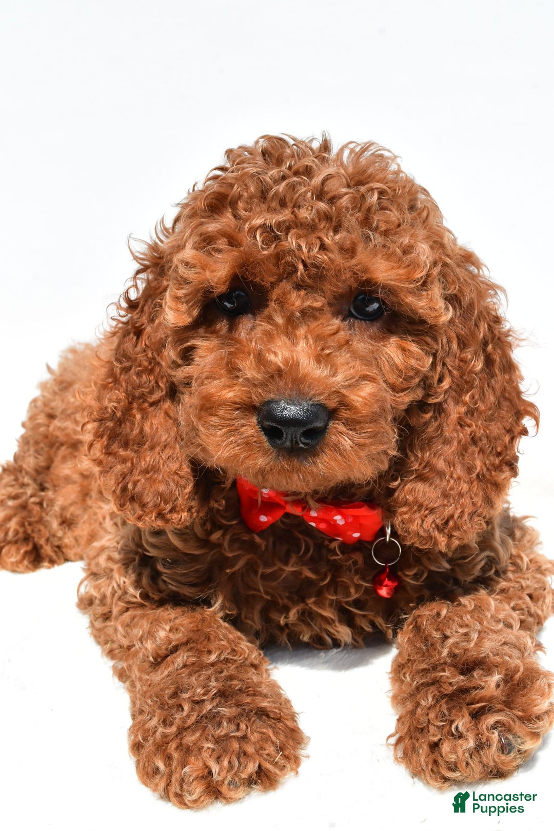 Cockapoo dogs for sale: Lance - Image 7