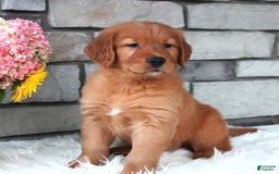 Golden Retriever dogs for sale: Hunter - Image 2