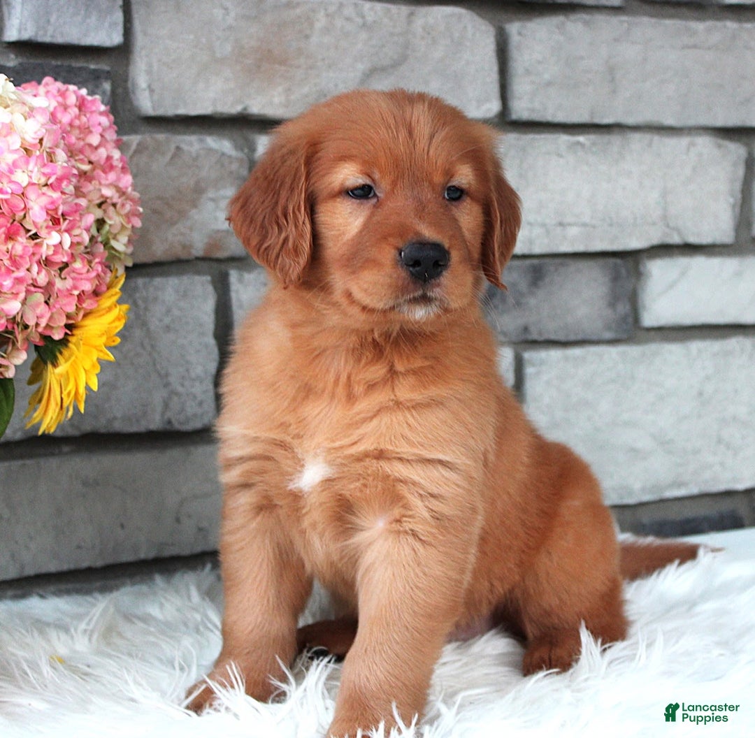 Golden Retriever dogs for sale: Hunter - Image 2