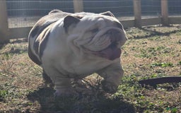 English Bulldog dogs for sale: Prince - Image 11