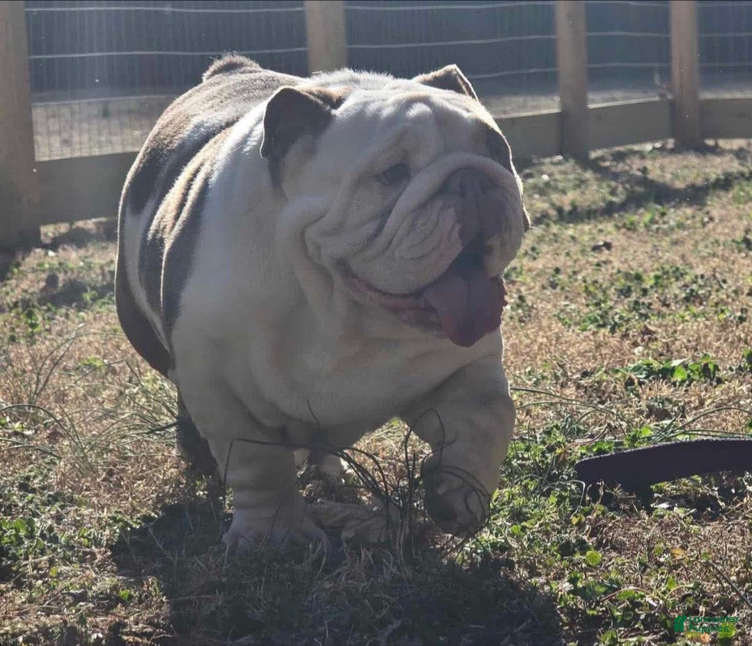 English Bulldog dogs for sale: Prince - Image 11