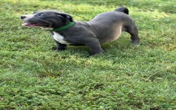 American Bully dogs for sale: Blossom - Image 2