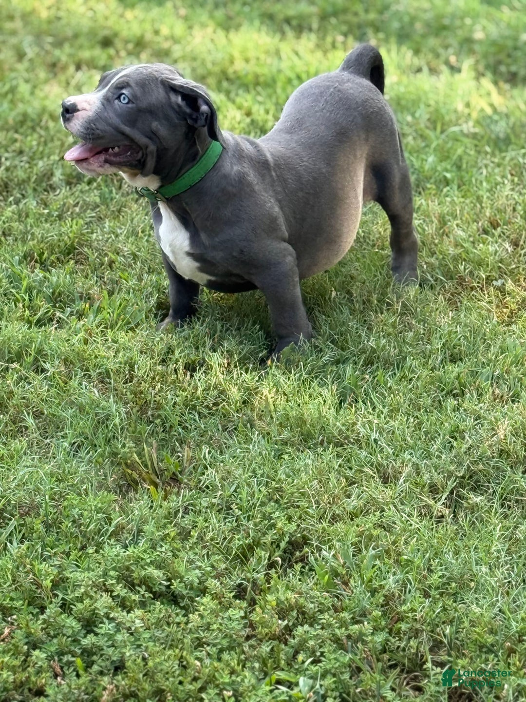 American Bully dogs for sale: Blossom - Image 2