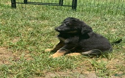 German Shepherd dogs for sale: Rip - Image 2