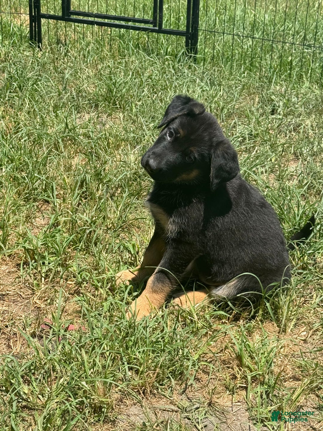 German Shepherd dogs for sale: Rip - Image 2