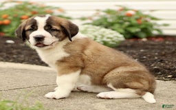Saint Bernard dogs for sale: Coffee - Image 1