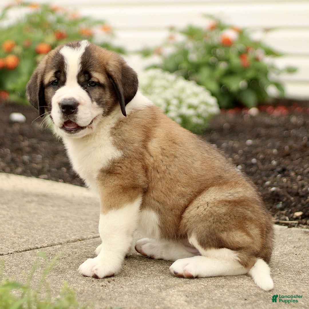 Saint Bernard dogs for sale: Coffee - Image 1