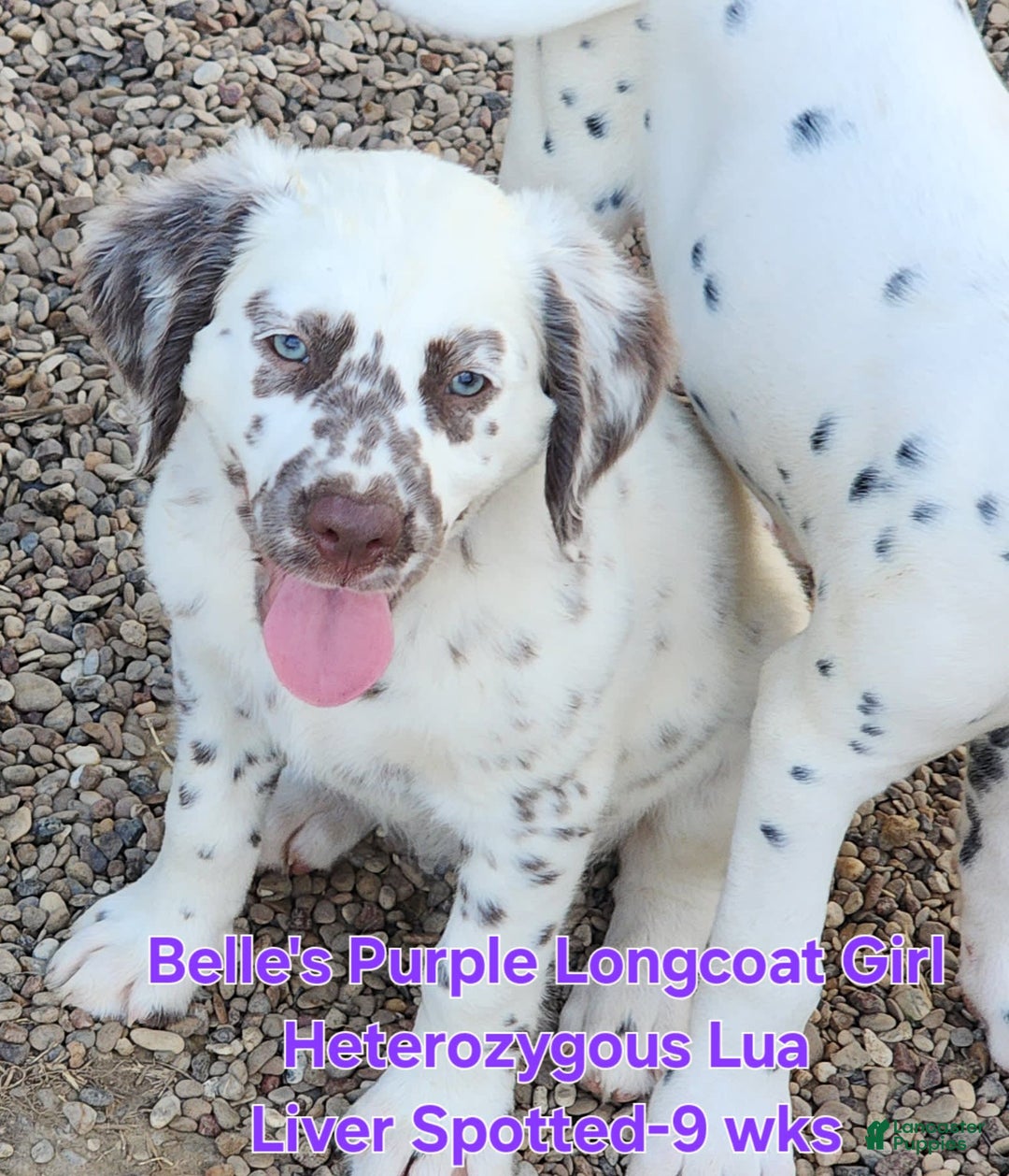 Dalmatian dogs for sale: Belles Purple Lua Liver Spotted Longcoat Girl - Image 12