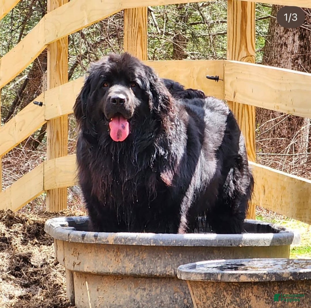 Newfoundland dogs for sale: Lando - Image 7