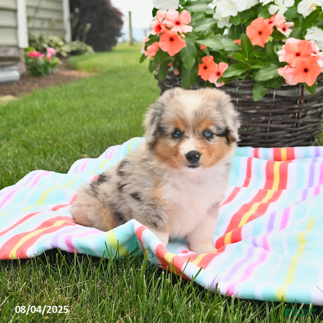 Welsh Corgi Pembroke dogs for sale: Twix - Image 5