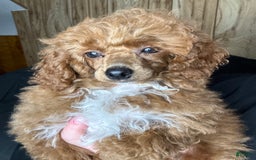 Toy Poodle dogs for sale: Maxi - Image 3