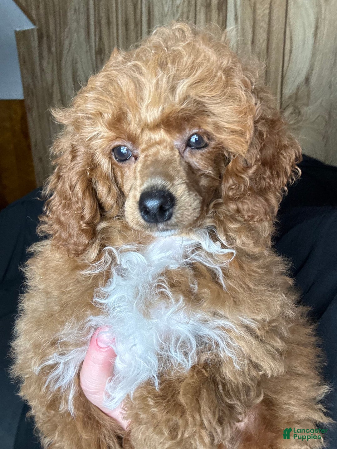 Toy Poodle dogs for sale: Maxi - Image 3