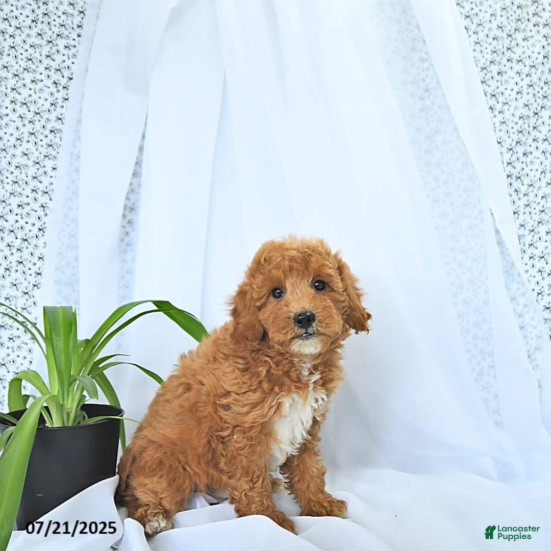 Mini Goldendoodle dogs for sale: Maverick - Image 5