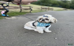 Shih Tzu dogs for sale: Bella - Image 10