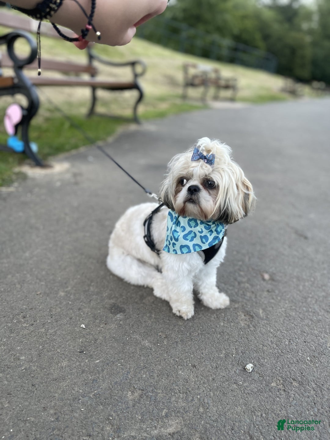 Shih Tzu dogs for sale: Bella - Image 10