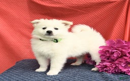 American Eskimo dogs for sale: Marco - Image 10