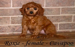 Cavapoo dogs for sale: Roxie - Image 4