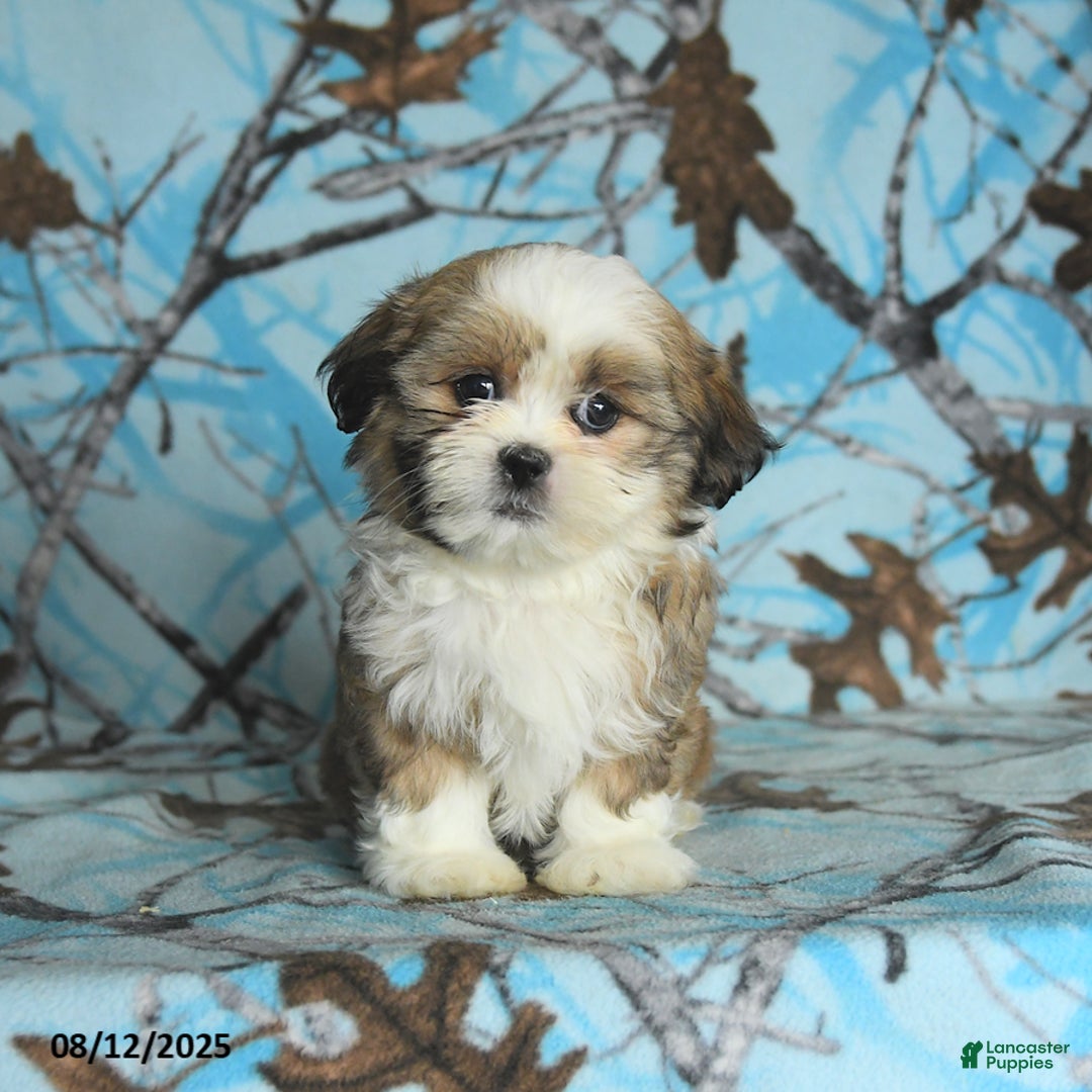 Shih Tzu dogs for sale: Rookie - Image 1